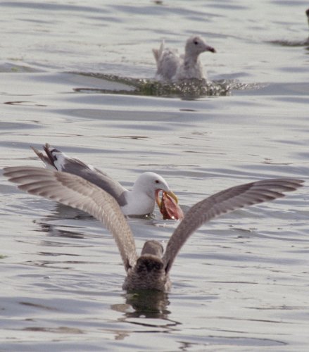 Gulls Feeding